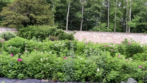 Plants left to right with wall background pythouse gardens wiltshire 库存影片 137401928