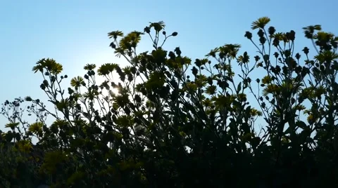 Plants in the light of sunset Stock Footage 58338850