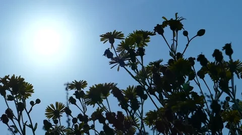 Plants in the light of sunset Stock Footage 58338869