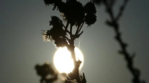 Plants in the light of sunset Stock Footage 58339041