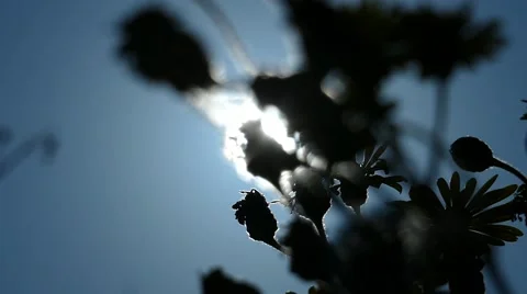 Plants in the light of sunset Stock Footage 58339059