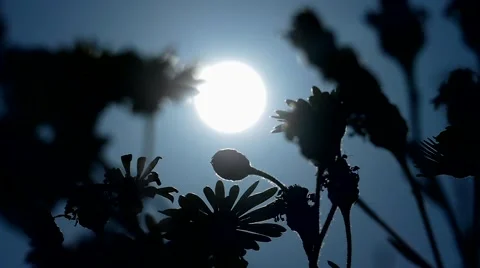 Plants in the light of sunset Stock Footage 58339072