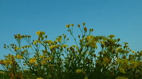 Plants in the light of sunset Stock Footage 58339293