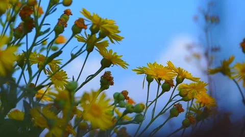 Plants in the light of sunset Stock Footage 58339294