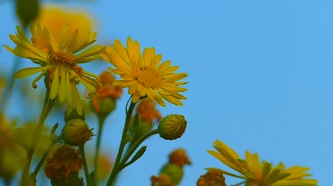 Plants in the light of sunset Stock Footage 58339363