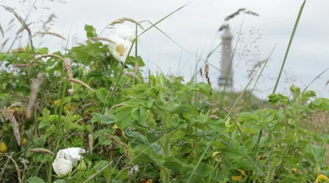 Plants with lighthouse in the background. Lighthouse out of focus Stock Footage 35435235