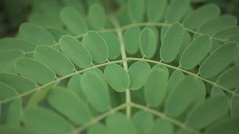 Plants with little leafs - slow Video stock 128093958