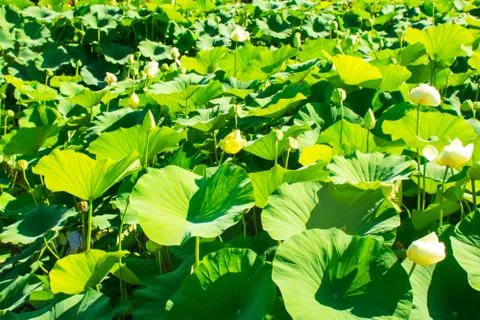 Plants of lotus. Stock Photos