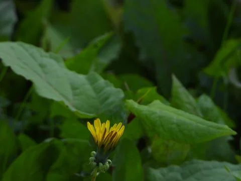 Plants macro shot. Stock Photos