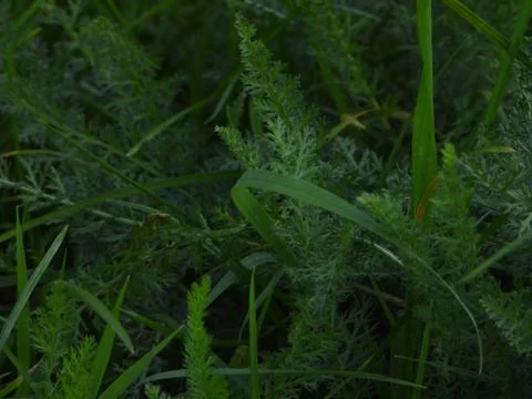 Plants macro shot. Stock Photos