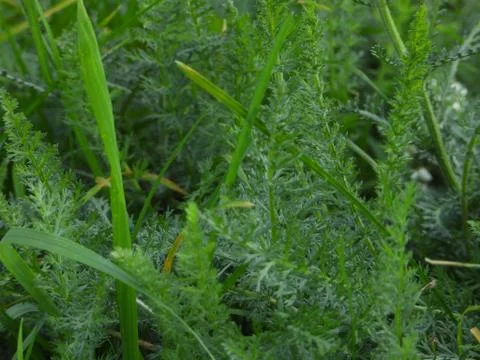 Plants macro shot. Stock Photos