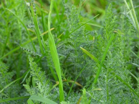 Plants macro shot. Stock Photos