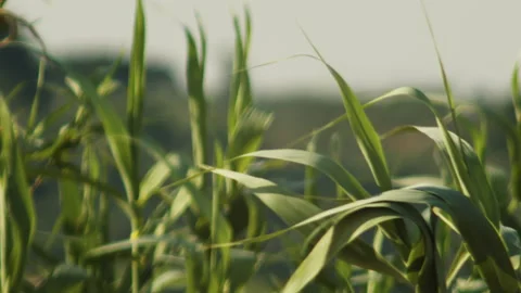 Plants of maize moved by the wind during summer day Stock Footage 141814117
