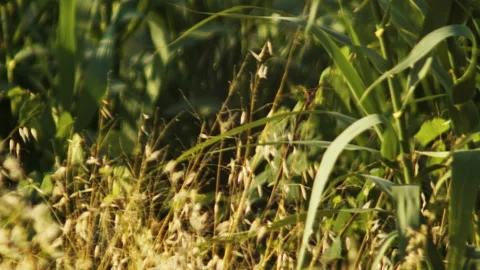Plants of maize moved by the wind during summer day Stock Footage 141815180