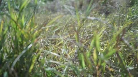 Plants in the meadow Stock Footage 163567280