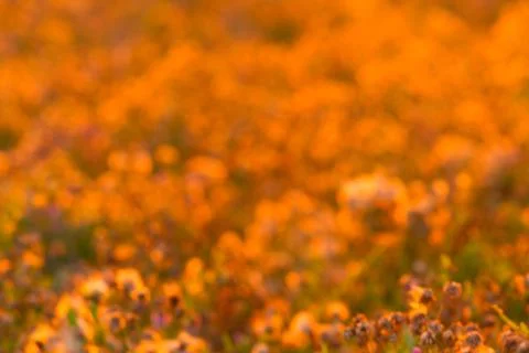 Plants in the meadow Stock Photos