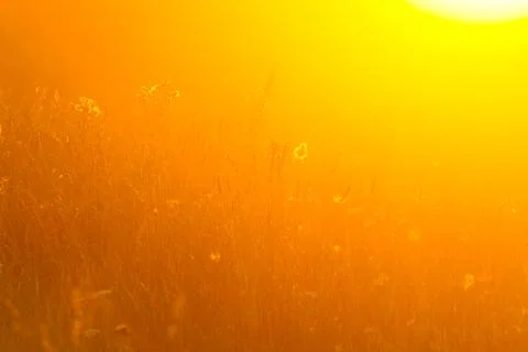 Plants in the meadow Stock Photos