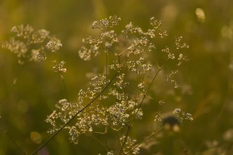 Plants on the meadow Stock Photos