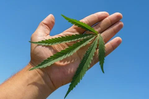 Plants of meadows and fields - hemp, cannabis, marijuana. Fotos de archivo