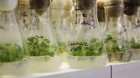 Plants in the measuring glass Video stock 66252748