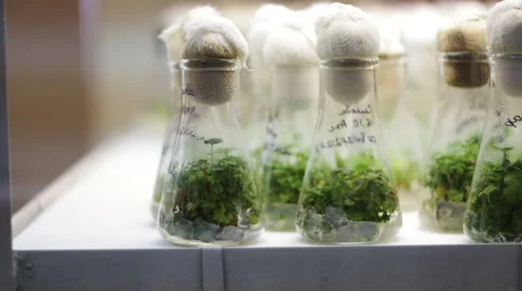 Plants in the Measuring Glass Video stock 66252771