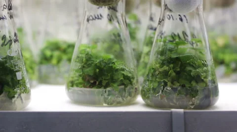 Plants in the Measuring Glass Stock Footage 66253018