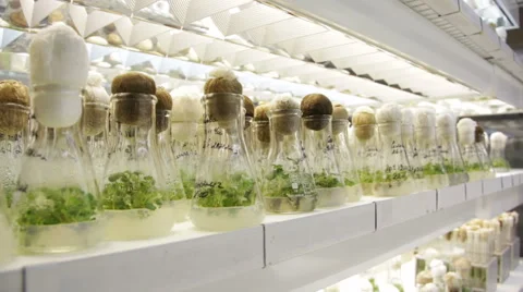 Plants in the Measuring Glass Stock Footage 66253069