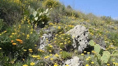 Plants of the Mediterranean coast Stock Footage 75264243
