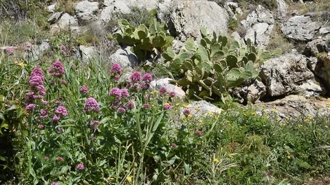 Plants of the Mediterranean coast Stock Footage 75264597