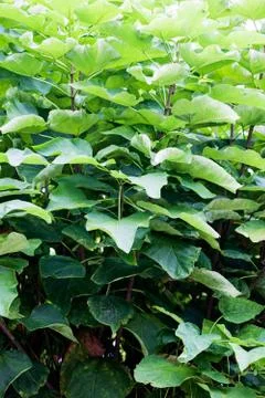 Plants at Mediterranean seaside Stock Photos