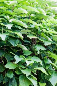Plants at Mediterranean seaside Stock Photos