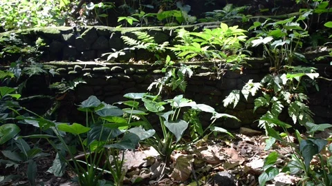 Plants at Monkey Forrest Stock Footage 96050295