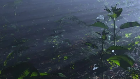 Plants in moonlight in misty forest Stock Footage 271171055