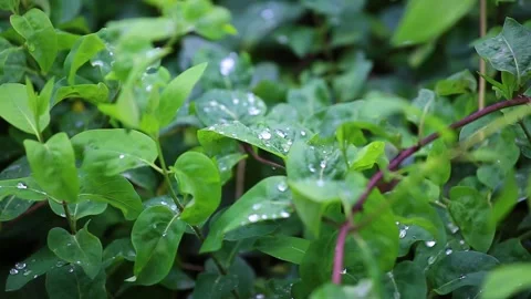 Plants With Morning Dew Stock Footage 175758039