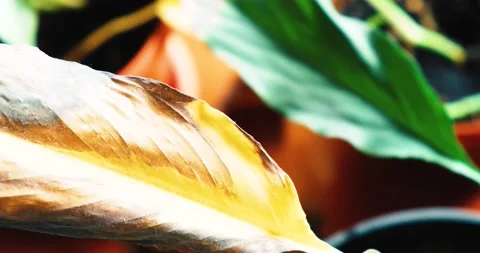 Plants in the morning Video stock 212605876