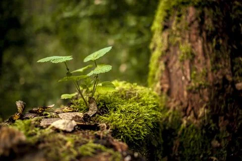 Plants, moss and tree trunks Stock Photos