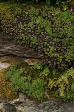 Plants moss rock Stock Photos
