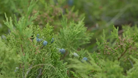 Plants in mountains Stock Footage 163829843