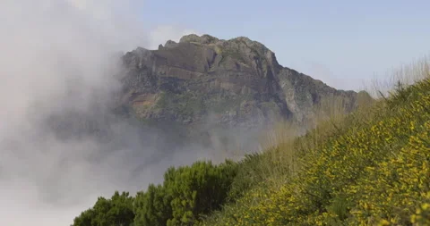 Plants in the mountains, Madeira, 4K Stock Footage 246378919