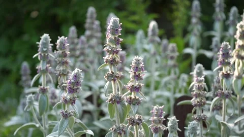 Plants move in the wind in the garden 動画素材 137337744