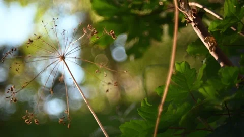 Plants move in the wind in the mountains in the evening sunlight Video stock 219418846