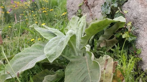 Plants in movement with the wind Stockbeeldmateriaal 255210410