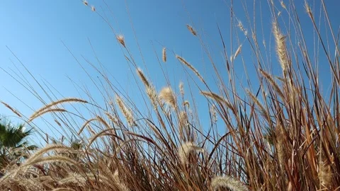 Plants moving in front of a blue sky Stock Footage 163260486
