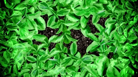 Plants Moving on the Ground Soil in Stop Motion Style in Seamless Loop Stock Footage 66392531