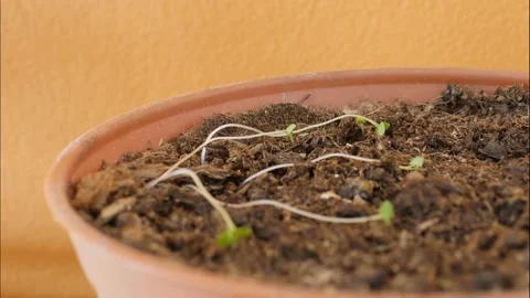 Plants moving in a pot. Time lapse. Stock Footage 194976288