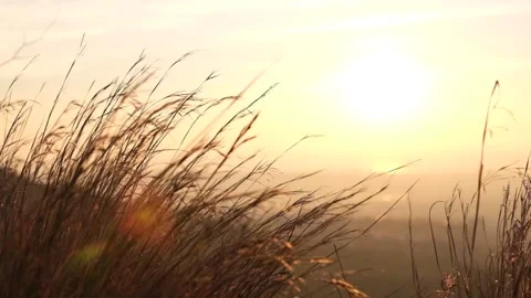 Plants moving on sunset in the background. Plants moving with wind. Stock Footage 163129814