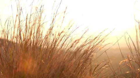 Plants moving on sunset in the background. Plants moving with wind. Slowmotion. Stock Footage 163129850