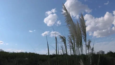 Plants moving with the wind on background sky and clouds 스톡 동영상 130328077