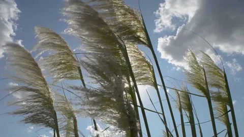 Plants moving with the wind on background sky and clouds 스톡 동영상 130328099