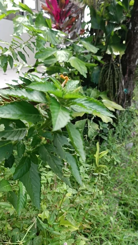 Plants moving in the wind Stock Footage 240638564